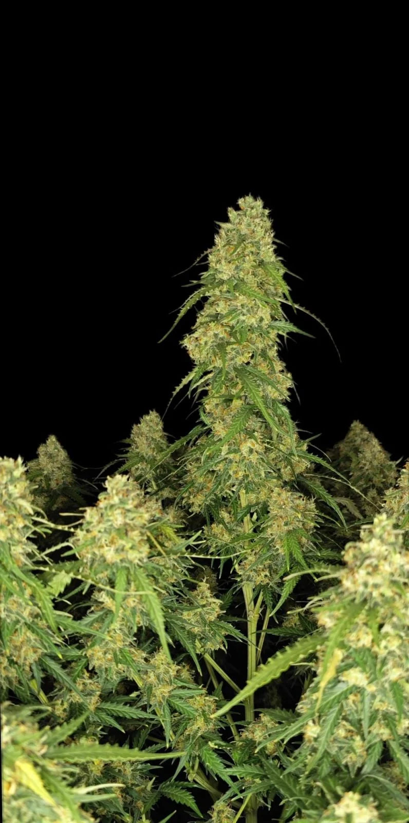 Sour Jealousy Auto� - 420GEEKS