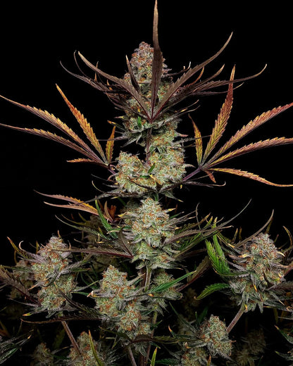 Apple Strudel Auto� - 420GEEKS