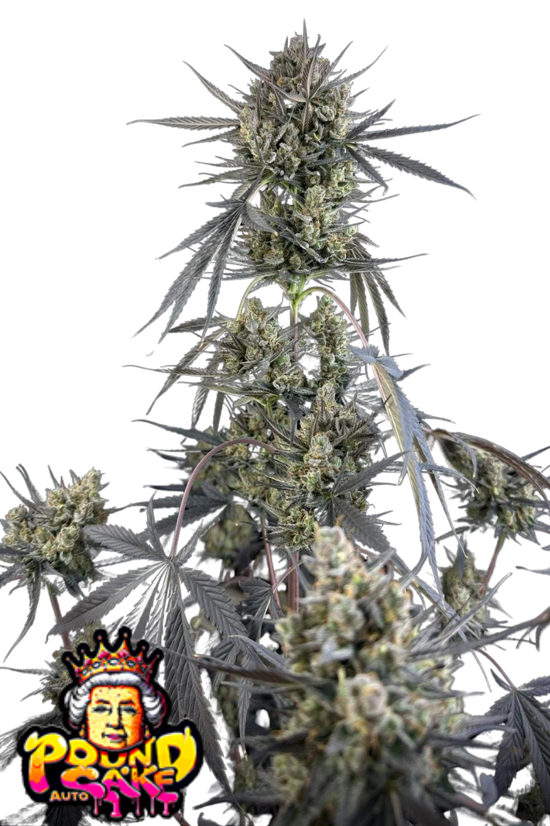 Pound Cake Auto� - 420GEEKS