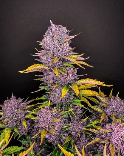 Purple Lemonade Auto - 420GEEKS