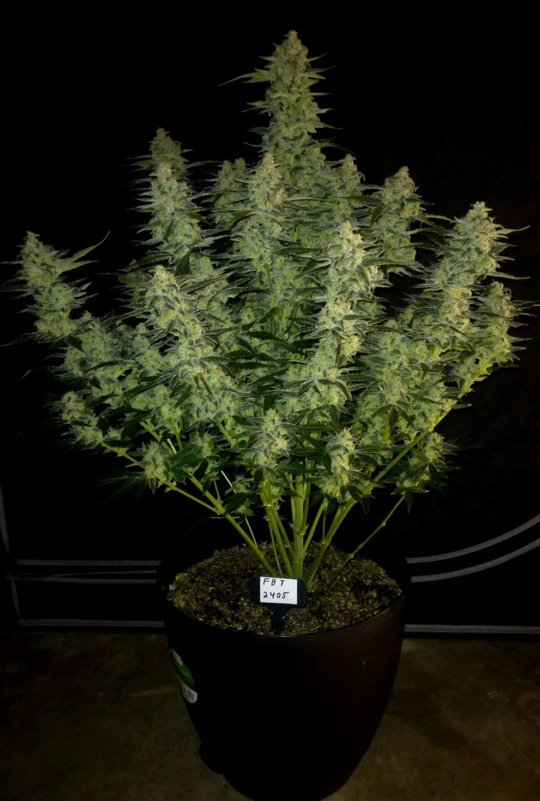 Papaya Cookies Auto� - 420GEEKS