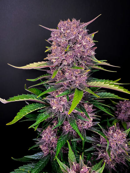 Purple Lemonade Auto - 420GEEKS