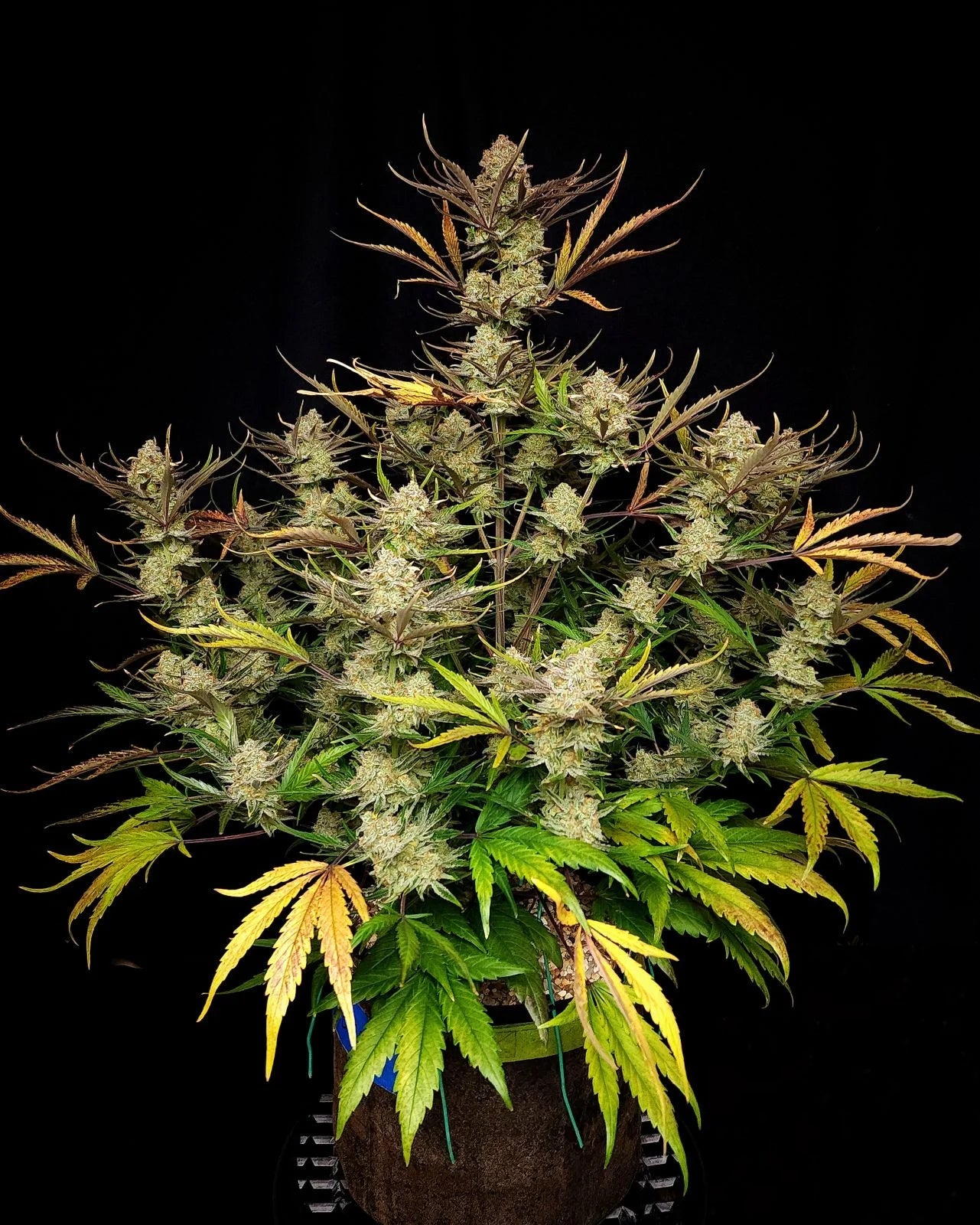 Apple Strudel Auto� - 420GEEKS