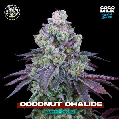 Coconut Chalice + Coco Milk S1 (Promo) - 420GEEKS