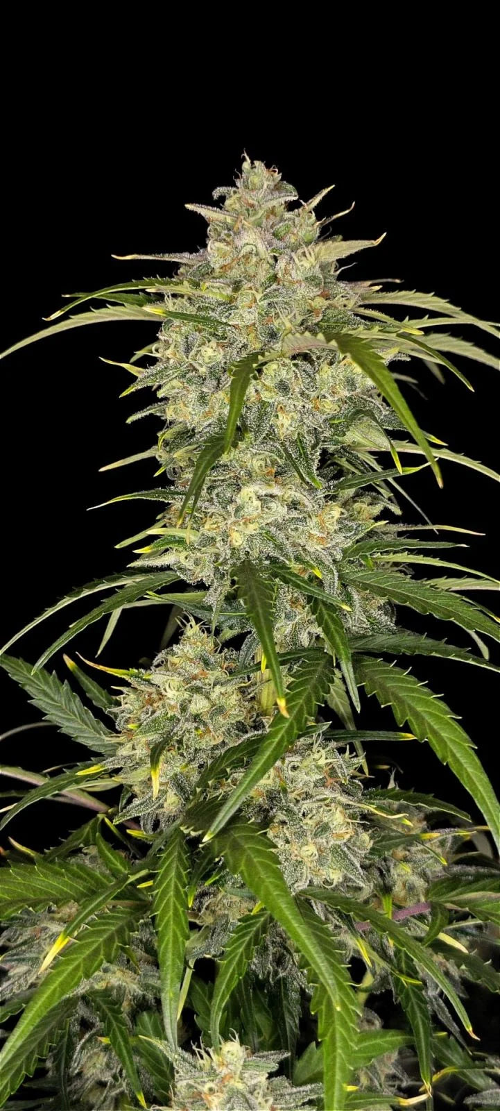 Sour Jealousy Auto� - 420GEEKS