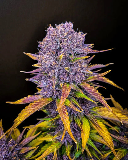 Purple Lemonade Auto - 420GEEKS