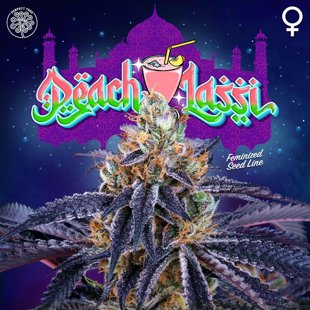 Peach Lassi + LH2P (Promo) - 420GEEKS