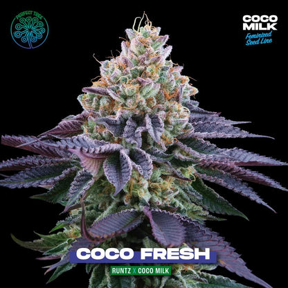 Coco Fresh + Coco Milk S1 (Promo) - 420GEEKS