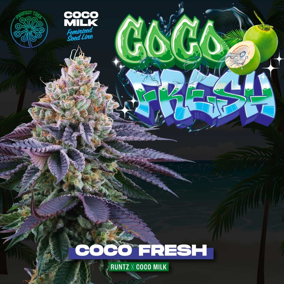 Coco Fresh + Coco Milk S1 (Promo) - 420GEEKS