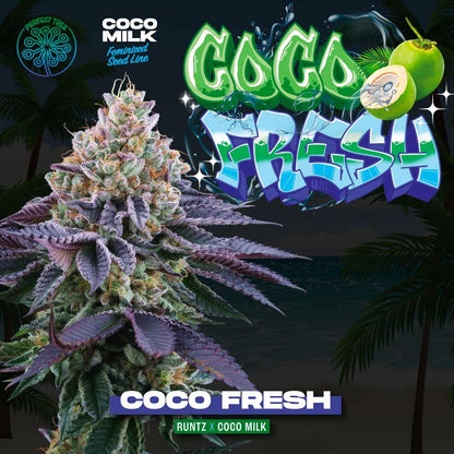 Coco Fresh + Coco Milk S1 (Promo) - 420GEEKS