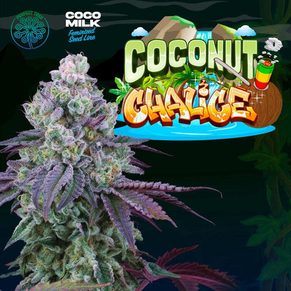 Coconut Chalice + Coco Milk S1 (Promo) - 420GEEKS