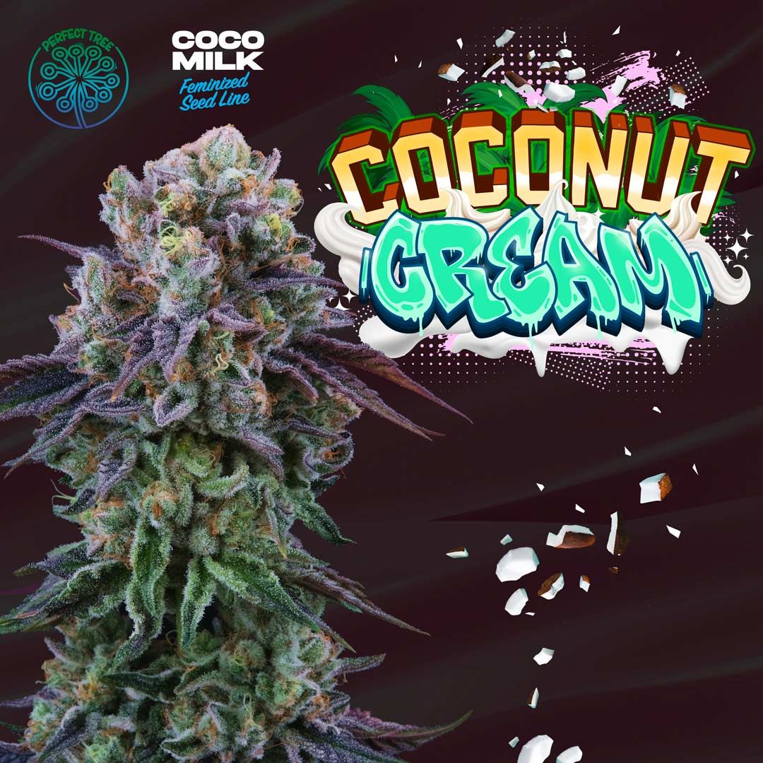 Coconut Cream + Coco Milk S1 (Promo) - 420GEEKS