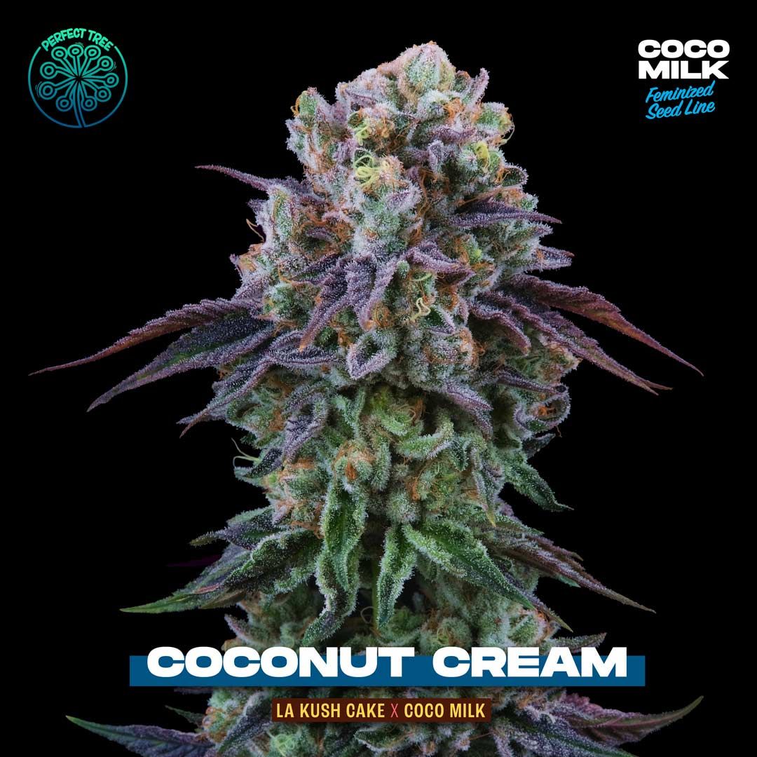 Coconut Cream + Coco Milk S1 (Promo) - 420GEEKS