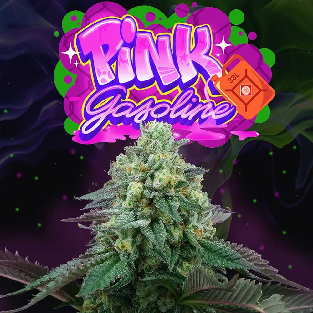 Pink Gasoline + LH2P (Promo) - 420GEEKS