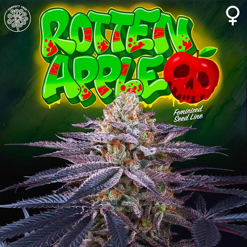 Rotten Apple + LH2P (Promo) - 420GEEKS